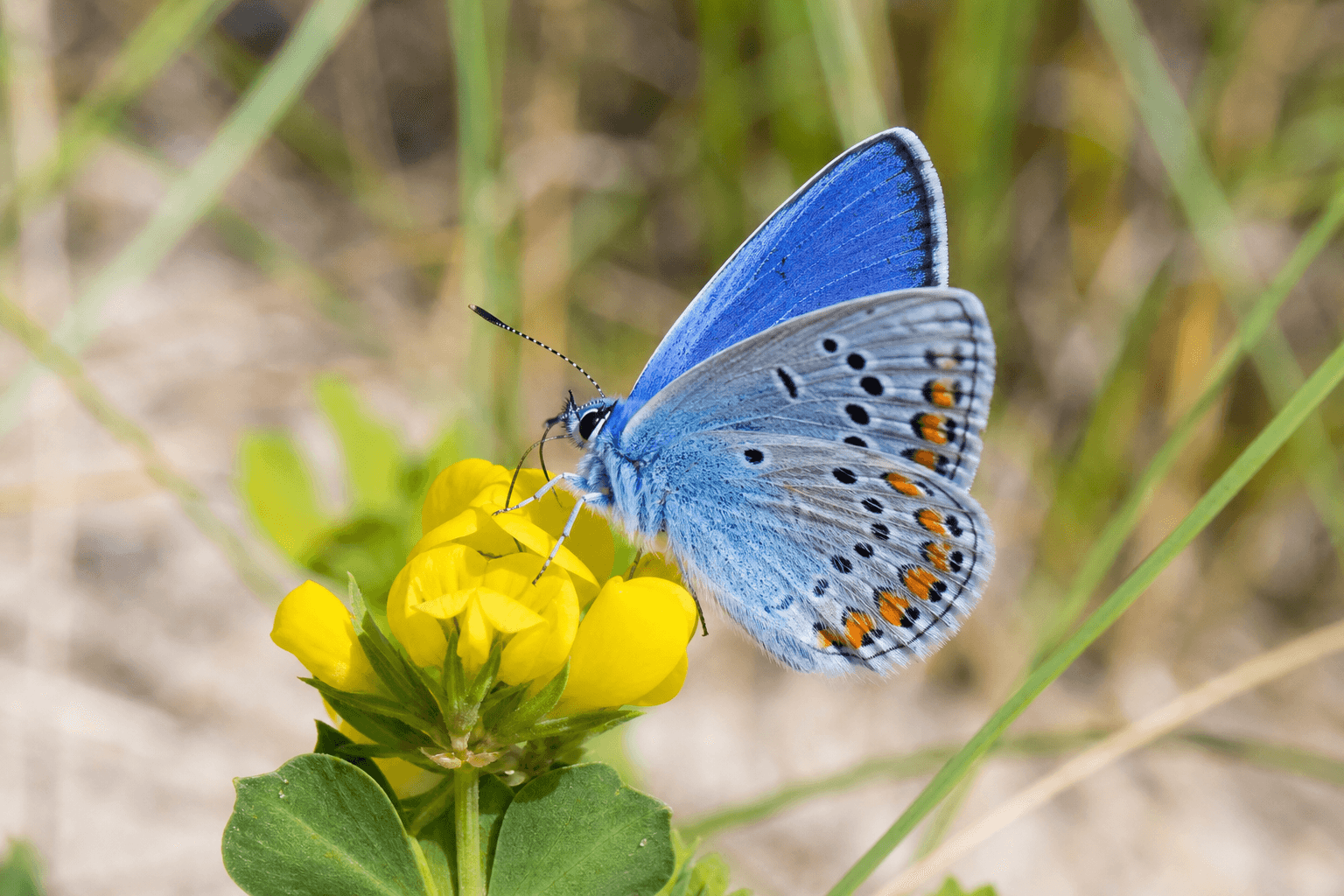 Common blue butterfly on kidney vetch flower in Sefton Coast sand dunes