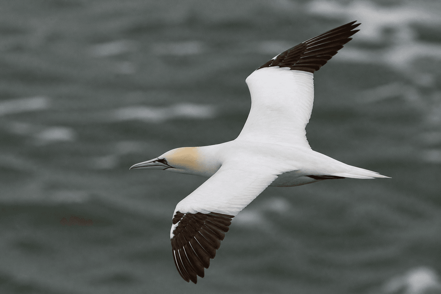 Northern gannet in full flight over grey sea, white plumage with black wingtips, wings spread wide