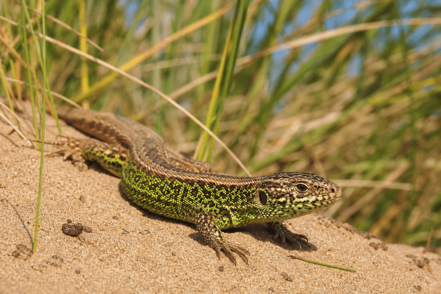 Sand lizard basking on warm sandy Sefton Coast dunes in June sunshine