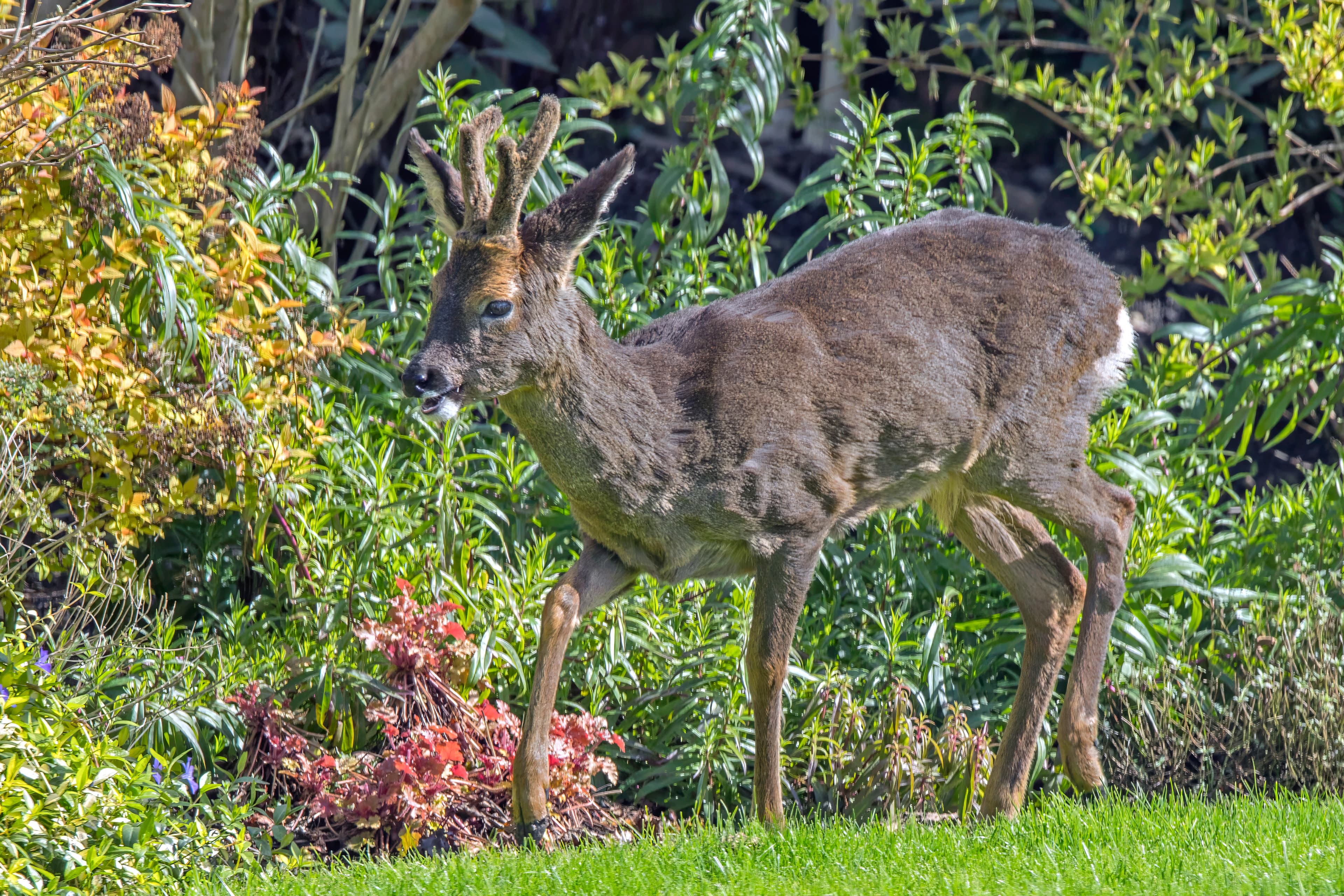 Roe deer in woodland — the species present in Formby pinewoods year-round
